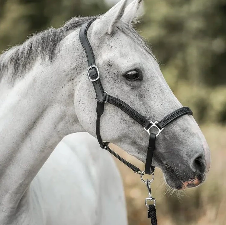 EquiTrend | 2025 Adventskalender voor Paardenliefhebbers