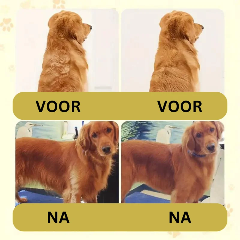 SteamPaws | Uw trouwe viervoeter